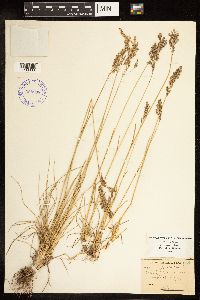 Poa pratensis image