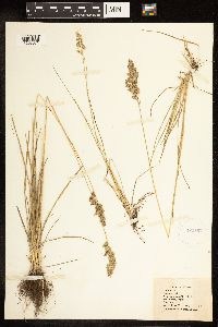 Poa pratensis image