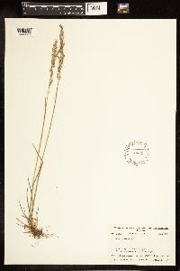 Poa pratensis image