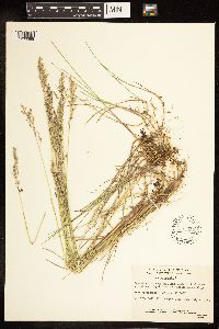 Poa pratensis image