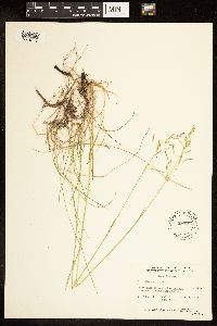 Poa pratensis image