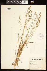 Poa pratensis image