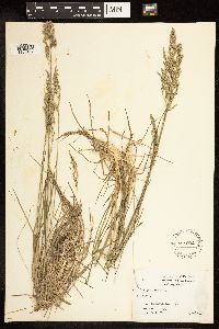 Poa pratensis image