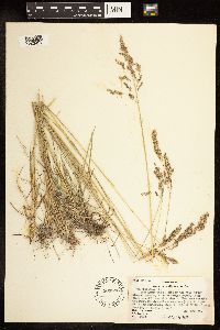 Poa pratensis image