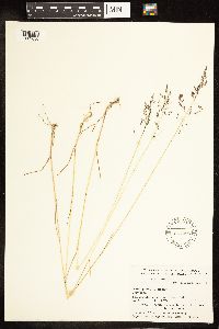 Poa pratensis image