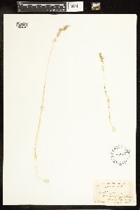 Poa pratensis image