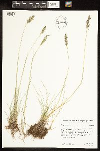 Poa pratensis image