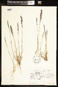 Poa pratensis subsp. alpigena image