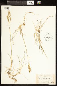 Poa pratensis image