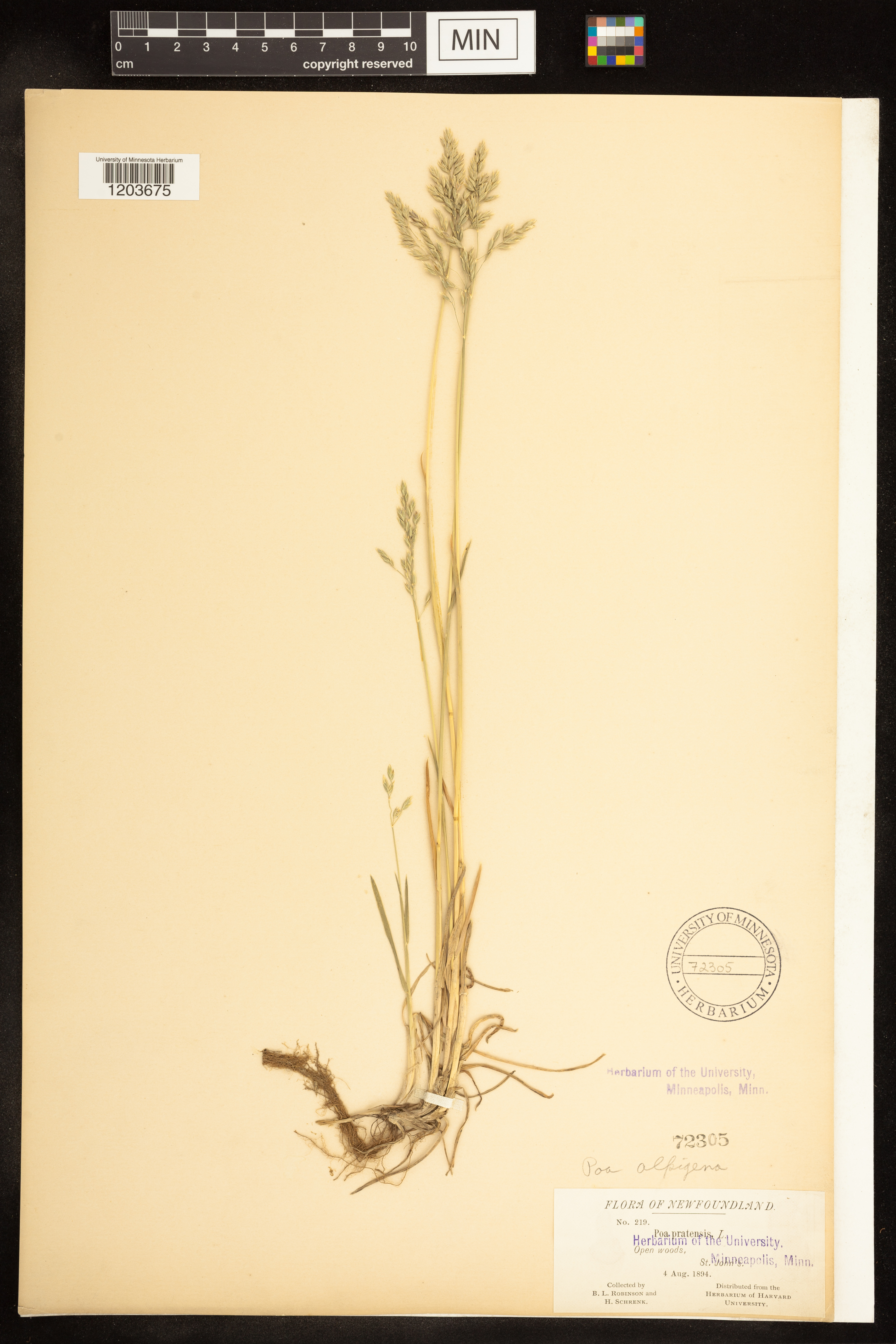 Poa pratensis subsp. alpigena image