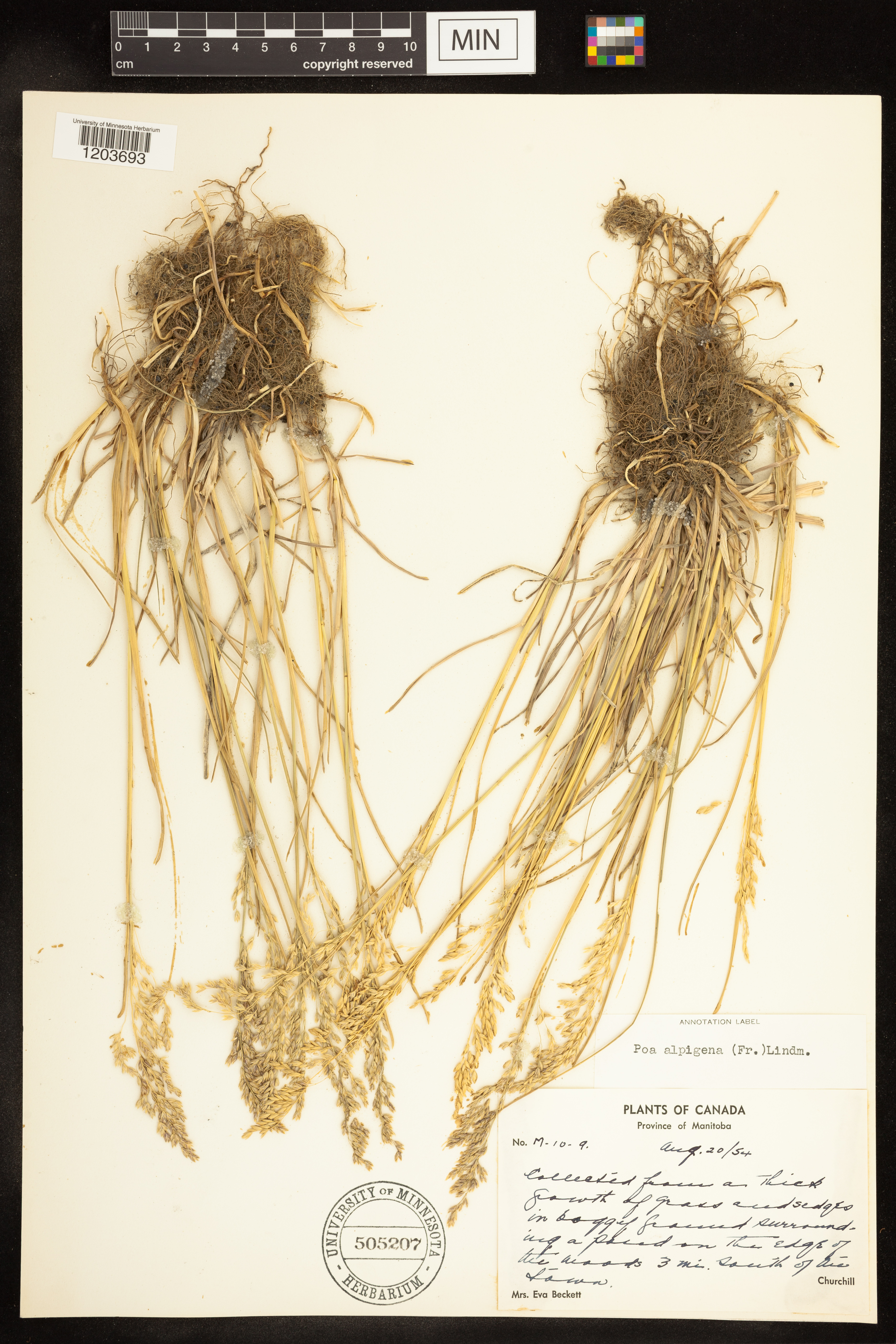 Poa pratensis subsp. alpigena image