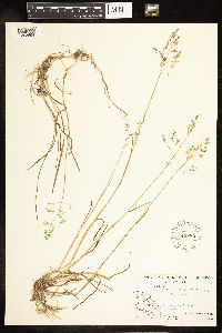 Poa pratensis image