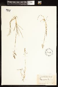 Poa pratensis subsp. irrigata image