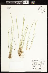 Poa secunda image