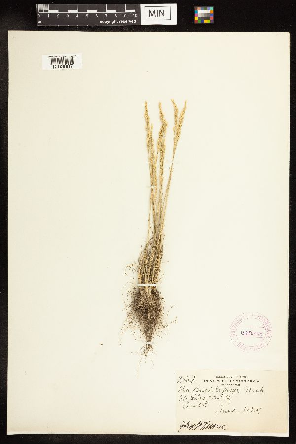 Poa secunda image