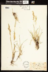 Poa secunda image