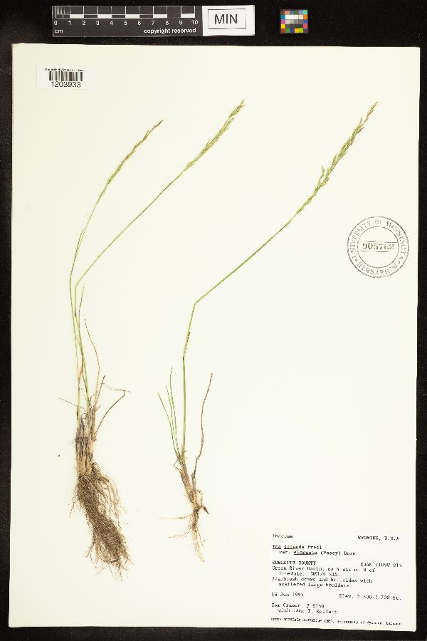 Pseudosclerochloa rupestris image