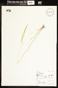 Poa secunda subsp. juncifolia image