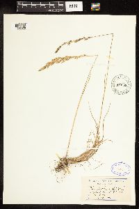 Poa secunda subsp. juncifolia image