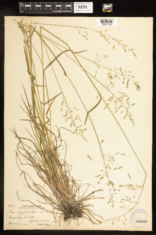 Poa sylvestris image