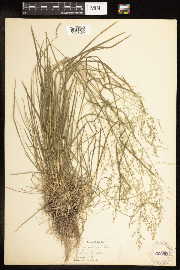 Poa sylvestris image