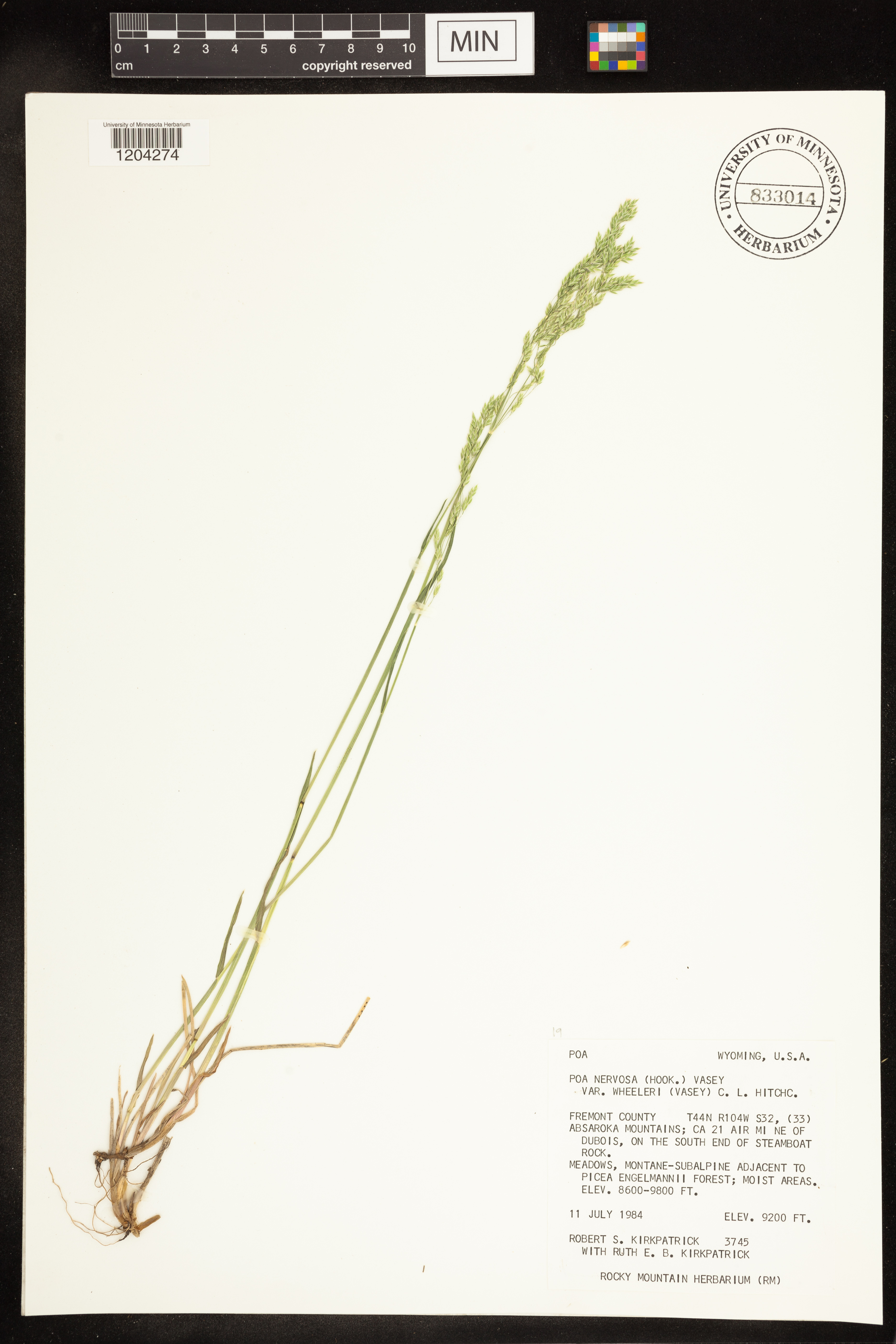Poa wheeleri image