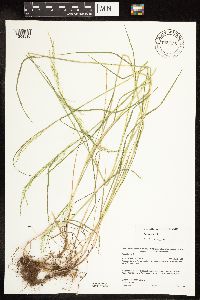 Poa palustris image