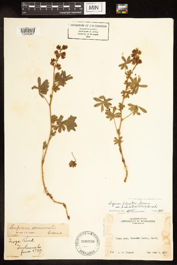 Lupinus adsurgens image