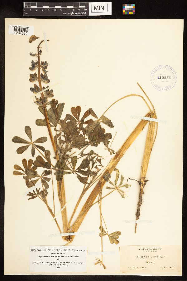 Lupinus affinis image