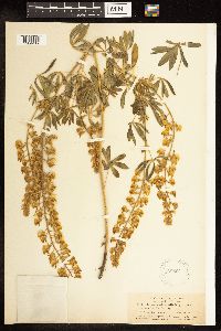 Lupinus albicaulis image