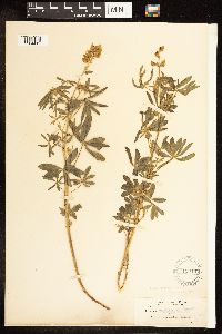 Lupinus albicaulis image