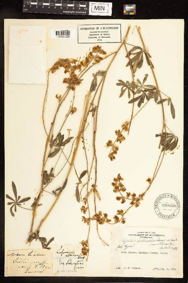 Lupinus albicaulis var. albicaulis image