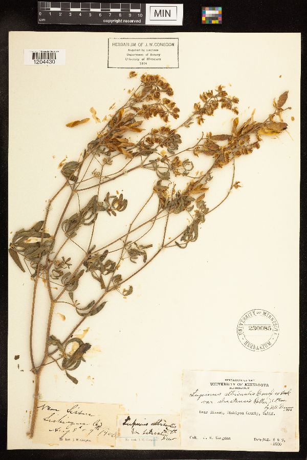 Lupinus albicaulis var. shastensis image