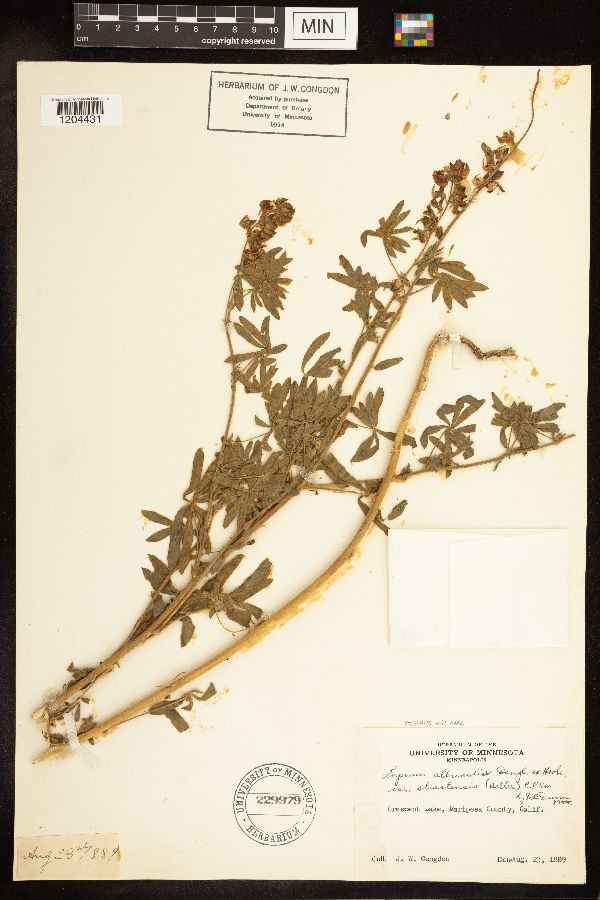Lupinus albicaulis var. shastensis image