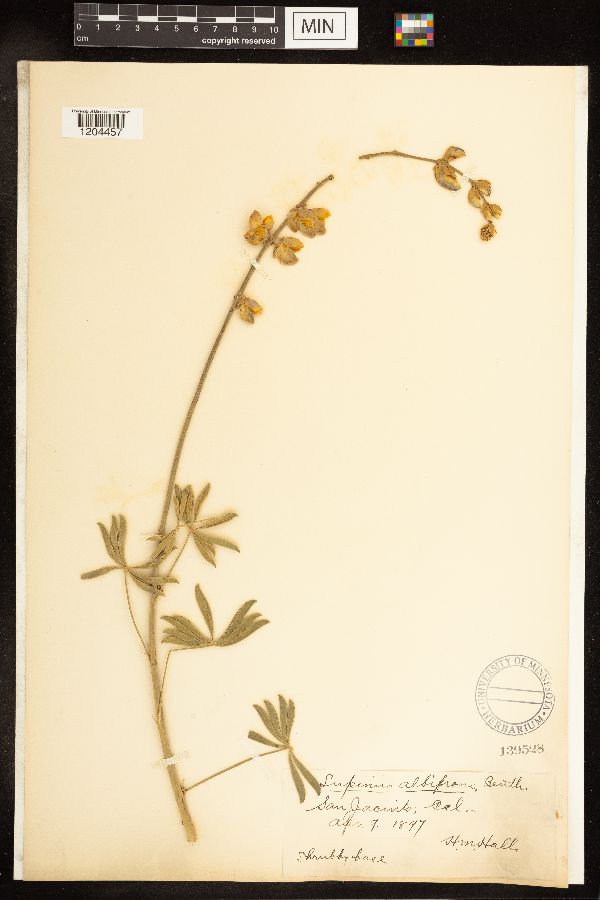 Lupinus albifrons image