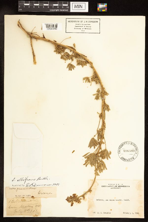 Lupinus albifrons image