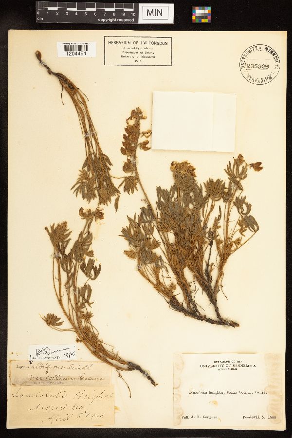Lupinus albifrons var. collinus image
