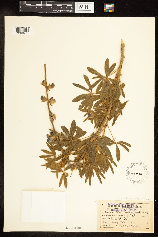 Lupinus albifrons var. douglasii image