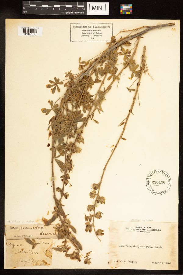 Lupinus albifrons subsp. eminens image
