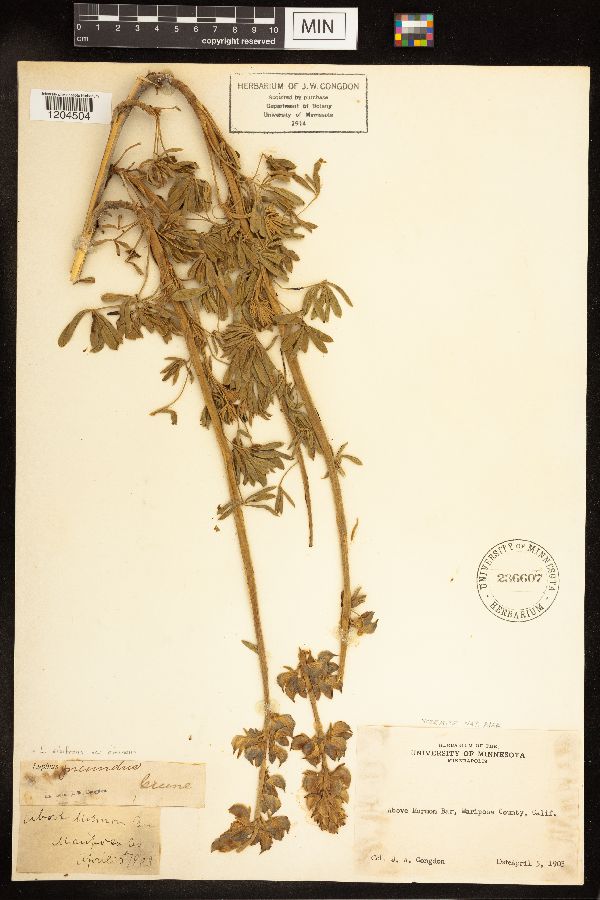 Lupinus albifrons subsp. eminens image