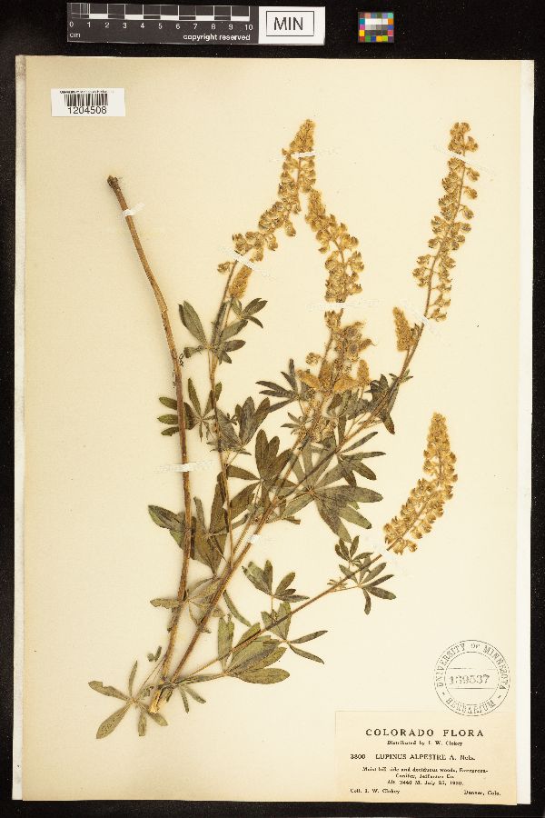 Lupinus x alpestris image