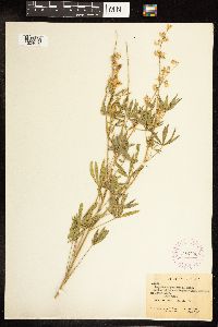 Lupinus x alpestris image