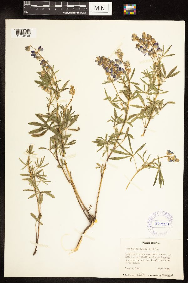 Lupinus x alpestris image