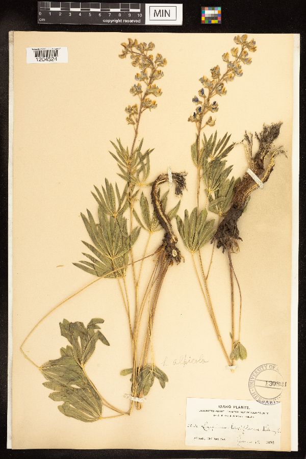 Lupinus alpicola image