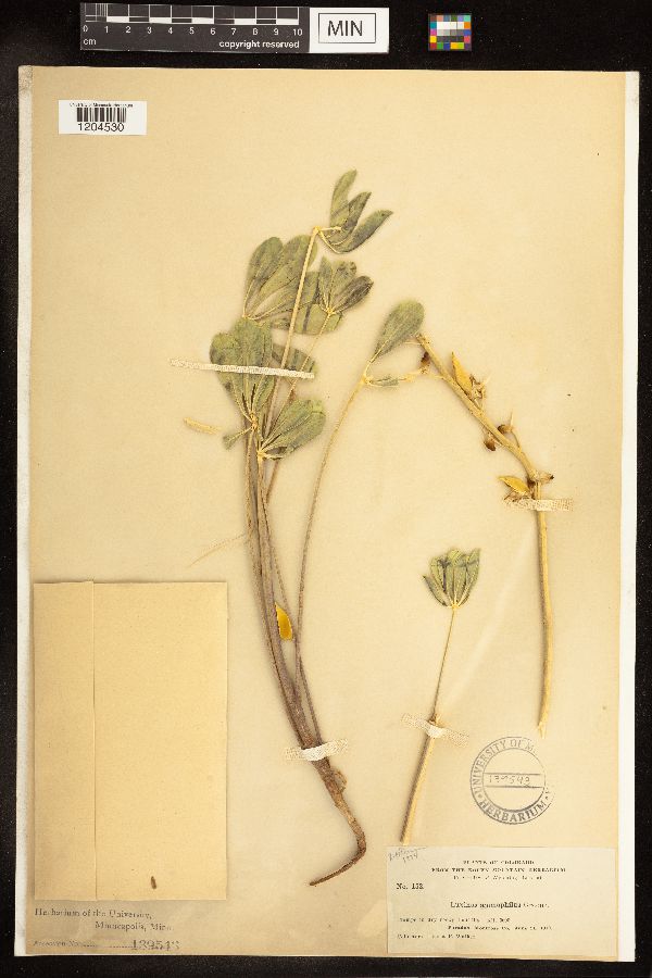 Lupinus ammophilus image