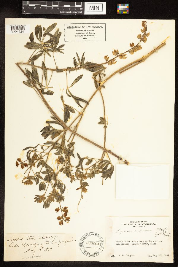 Lupinus andersonii image