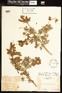 Lupinus arboreus image