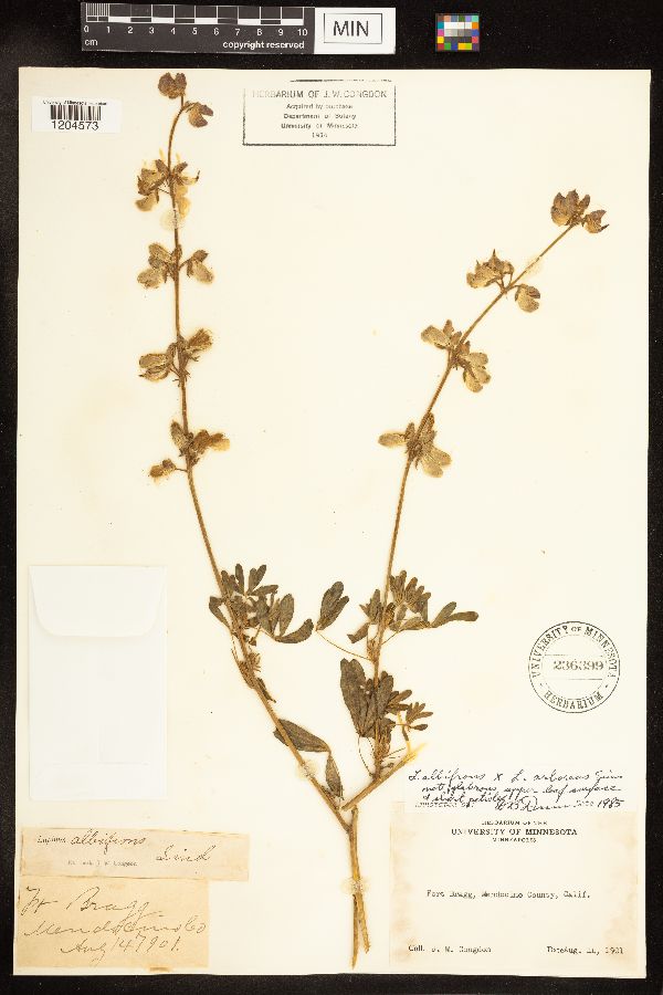 Lupinus arboreus x albifrons image