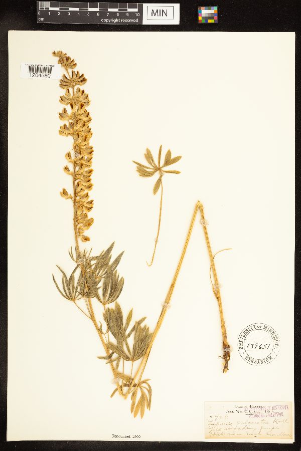 Lupinus arbustus subsp. calcaratus image