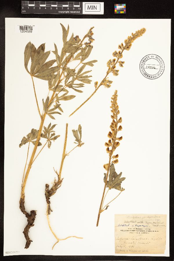 Lupinus arbustus subsp. pseudoparviflorus image